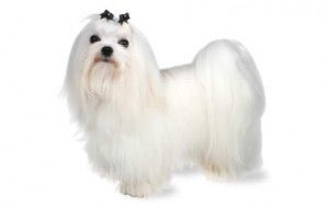 Maltese DNA Health Panel - The Pet Genetics Lab