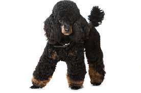 Miniature Poodle DNA Health Panel - The Pet Genetics Lab