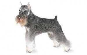 Miniature Schnauzer DNA Health Panel - The Pet Genetics Lab