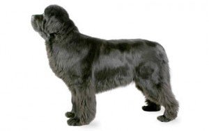 Newfoundland DNA Health Panel - The Pet Genetics Lab