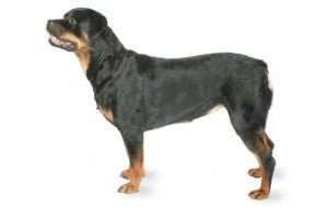 Rottweiler DNA Health Panel - The Pet Genetics Lab