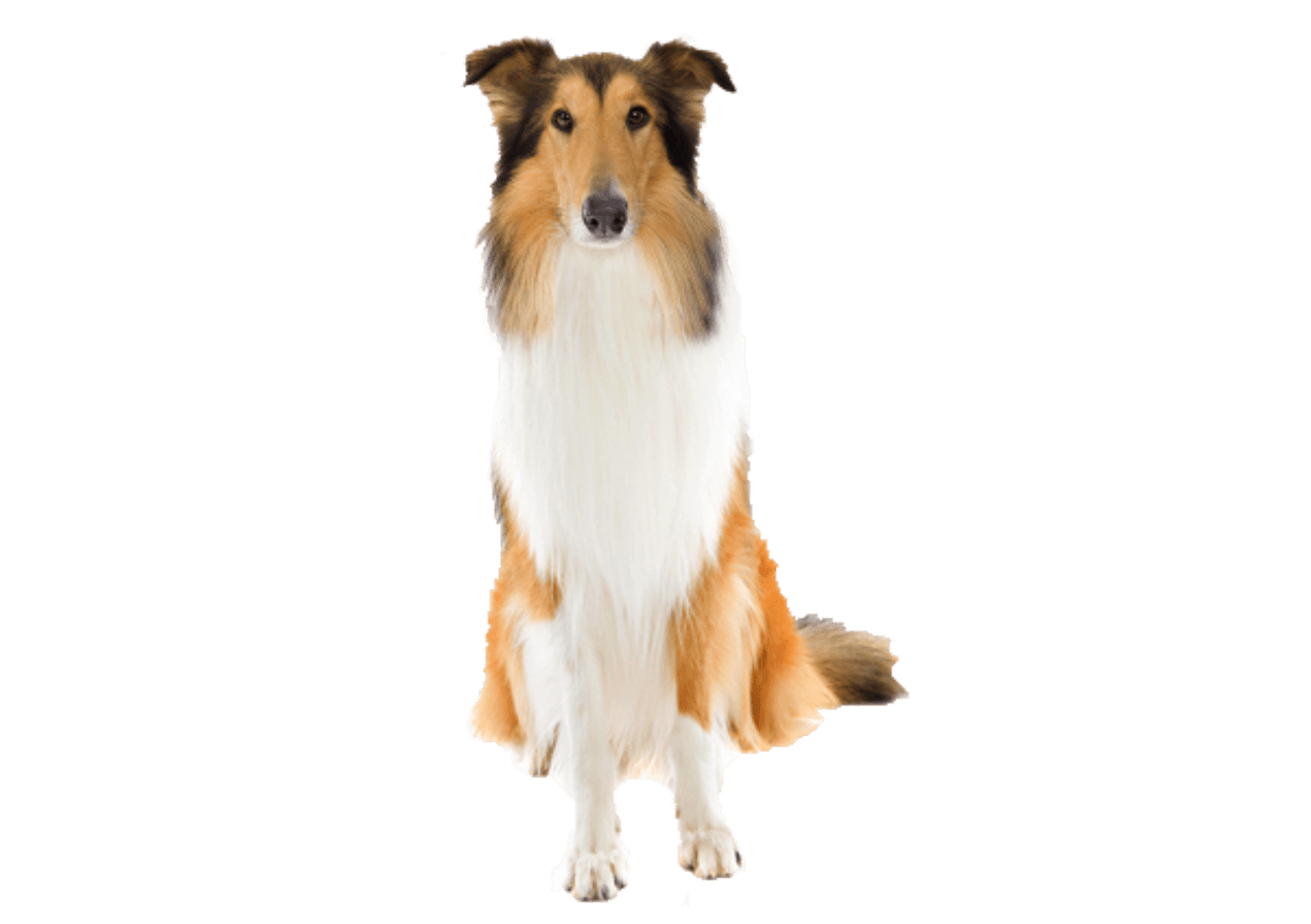 Rough Collie DNA Health Panel - The Pet Genetics Lab