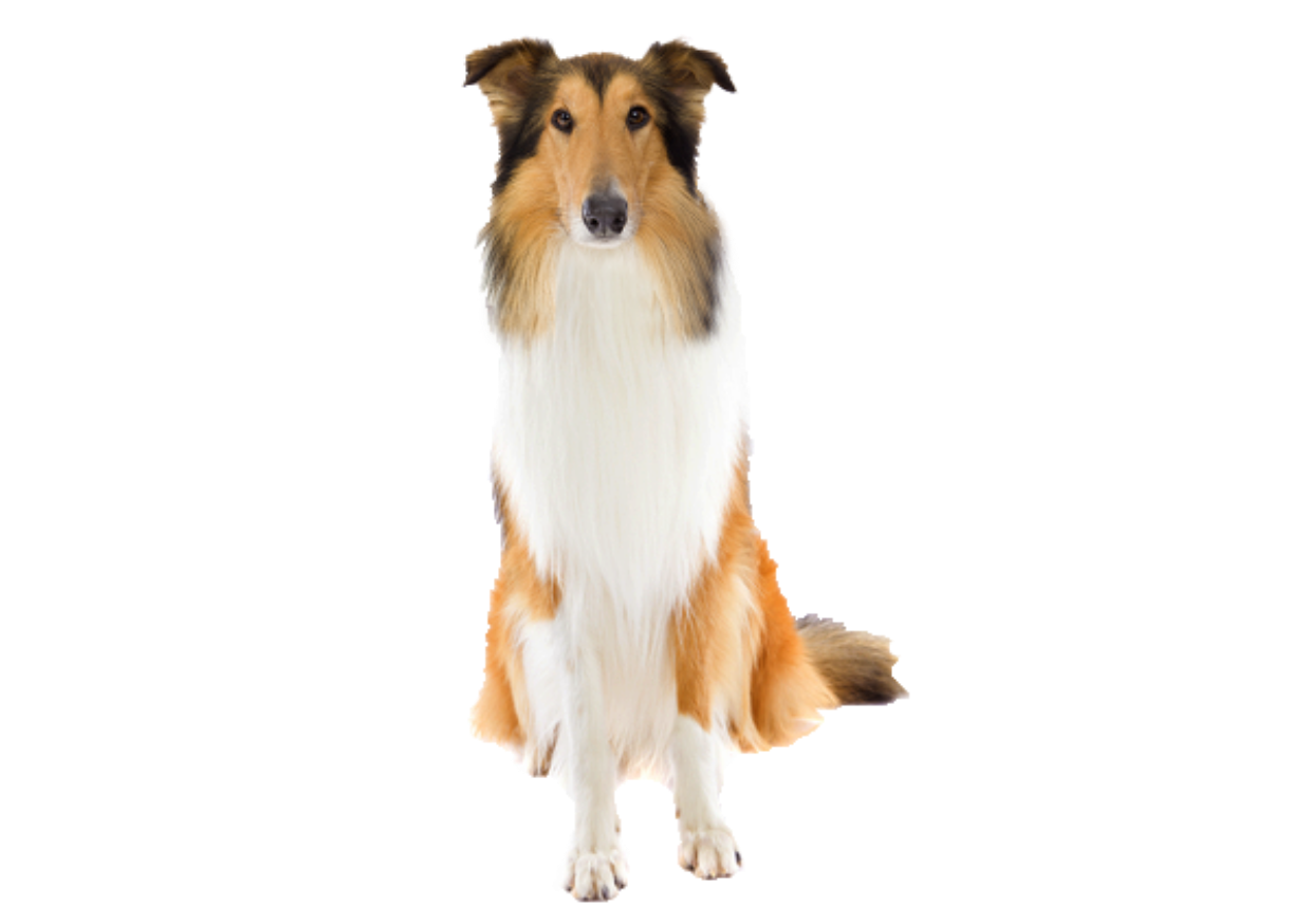 Foresight Health® Rough Collie