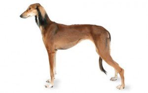 Saluki DNA Health Panel - The Pet Genetics Lab