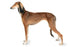 Foresight Health® Saluki