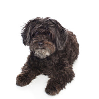 Foresight Health® Schnoodle