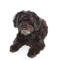 Schnoodle DNA Health Panel - The Pet Genetics Lab