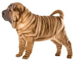 Shar Pei DNA Health Panel - The Pet Genetics Lab