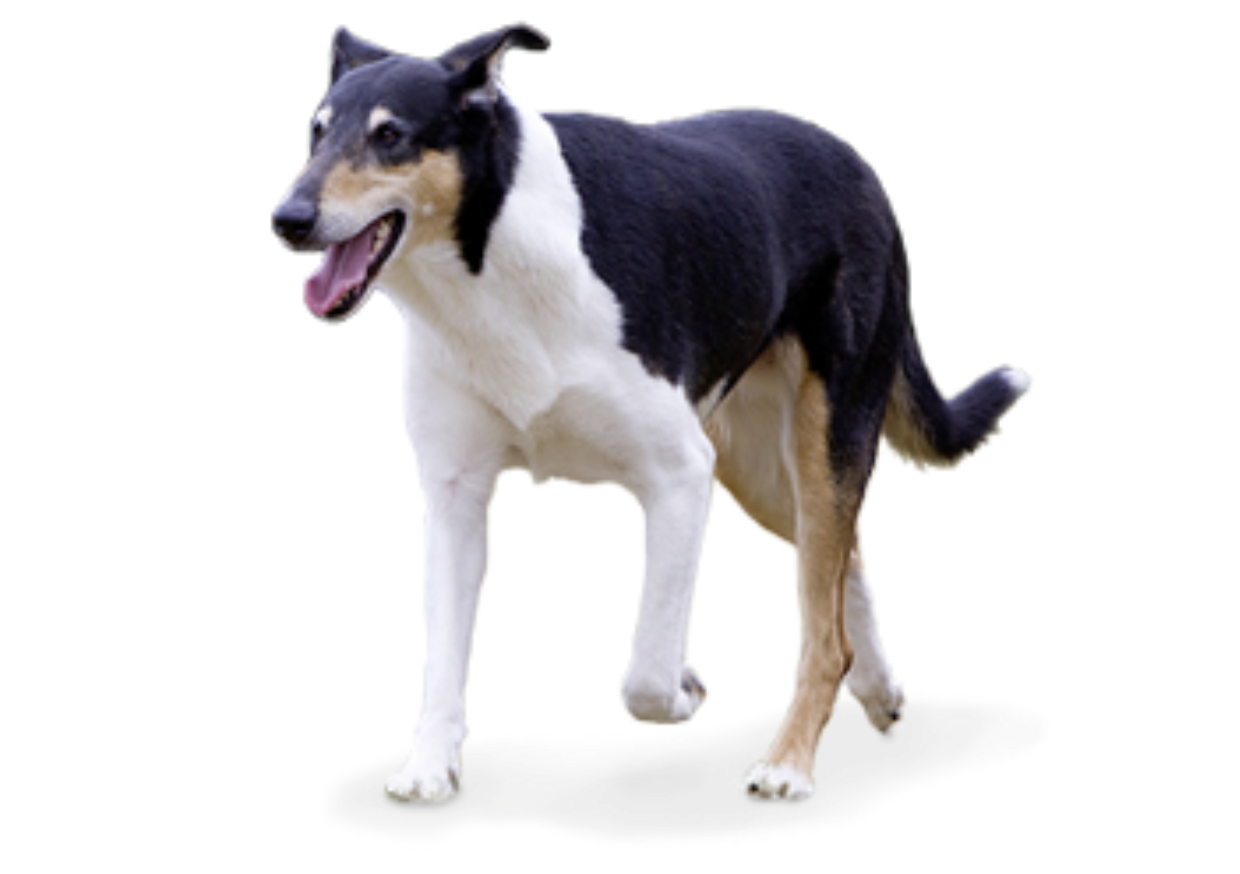 Foresight Health® Smooth Collie