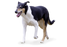 Foresight Health® Smooth Collie