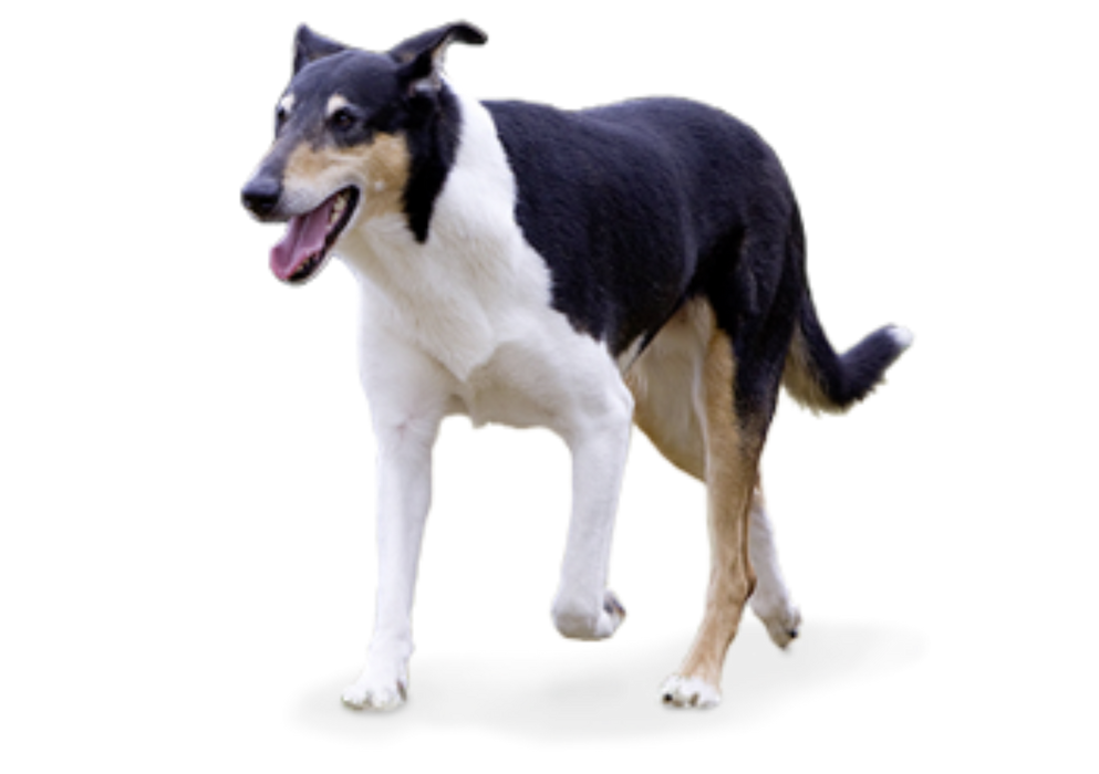 Foresight Health® Smooth Collie