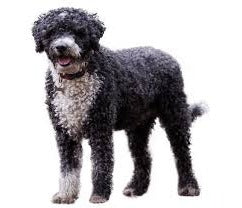 Foresight Health® Spanish Water Dog