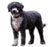 Foresight Health® Spanish Water Dog
