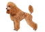 Foresight Health® Toy Poodle